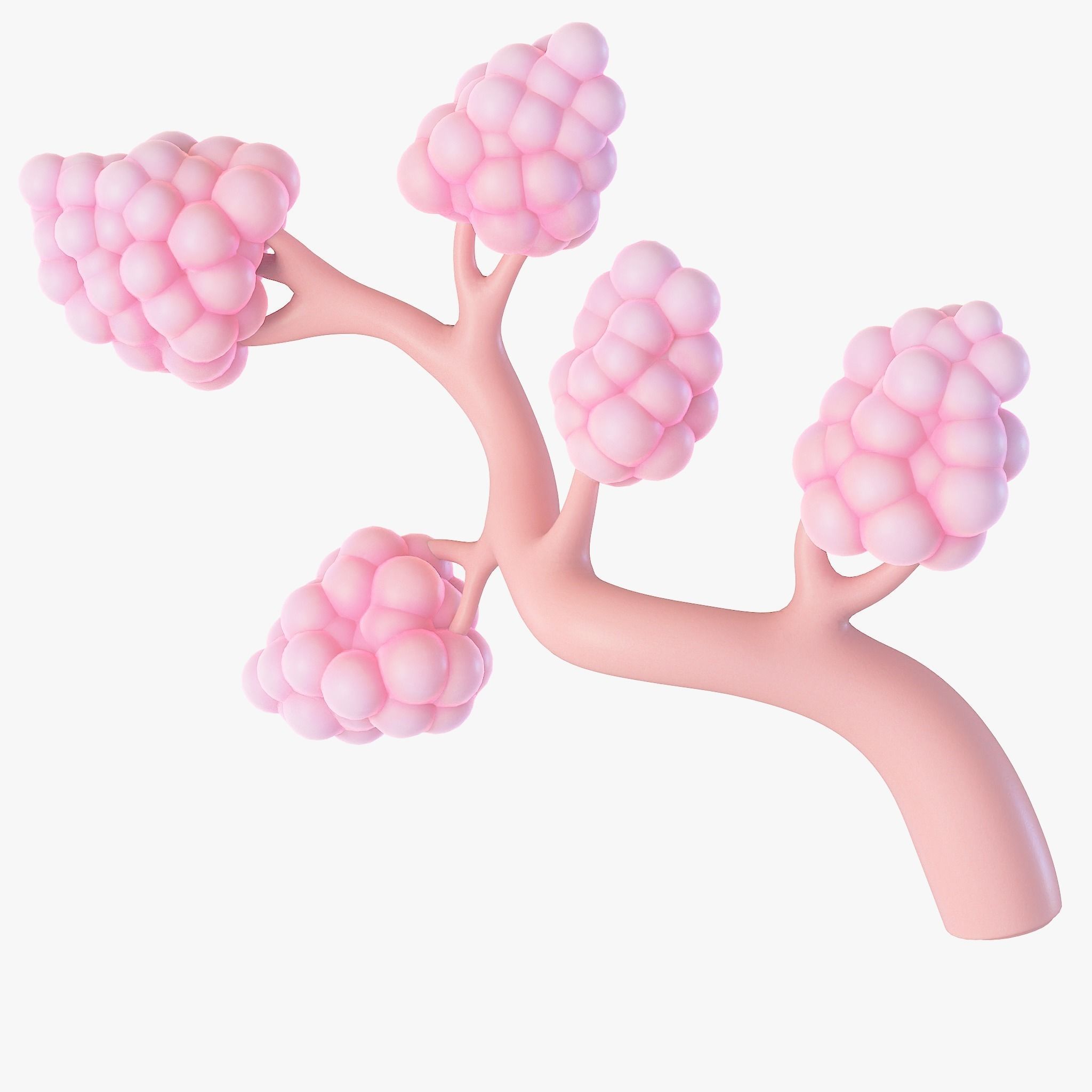 Breast Lactiferous Duct Anatomy 3D model_2