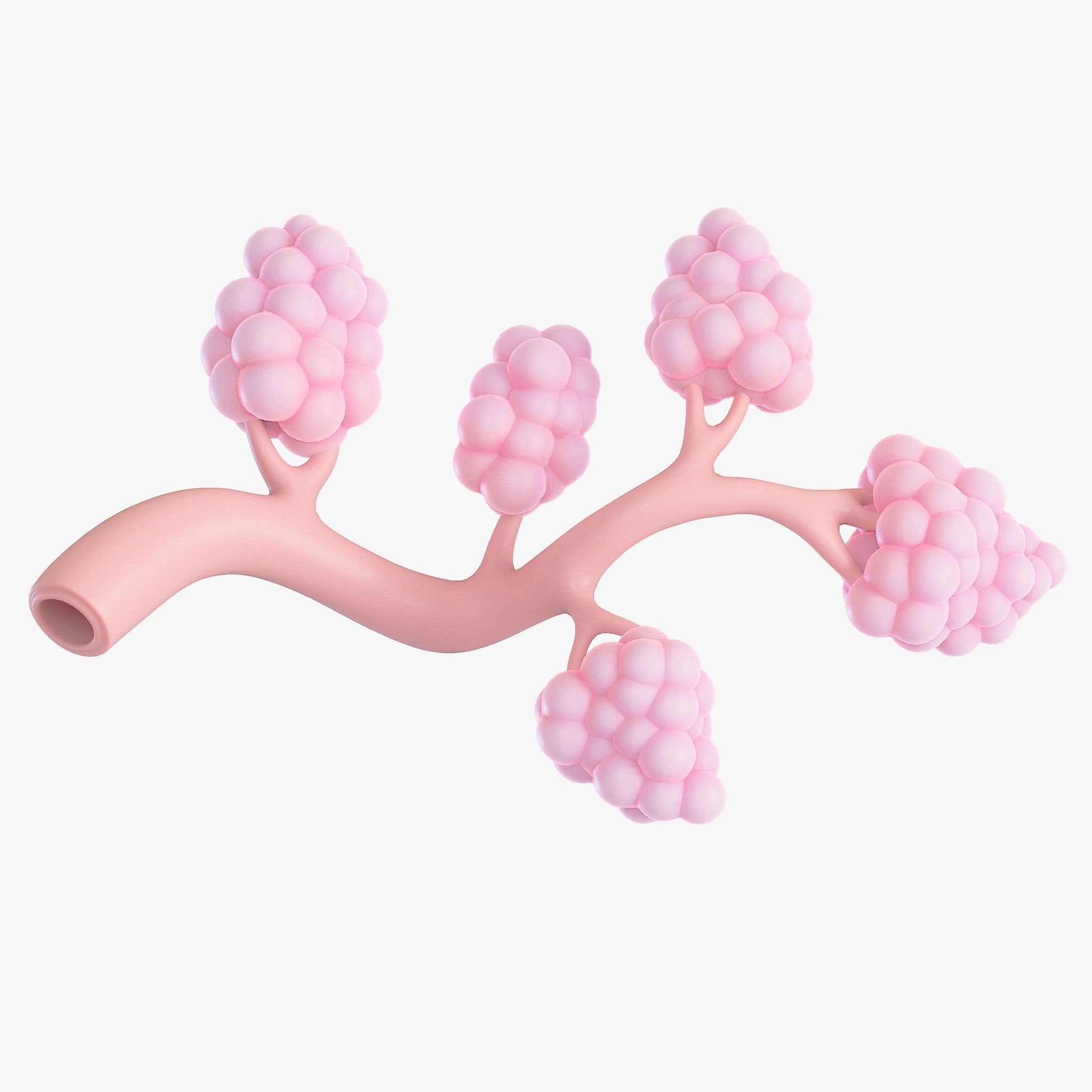 Breast Lactiferous Duct Anatomy 3D model_3