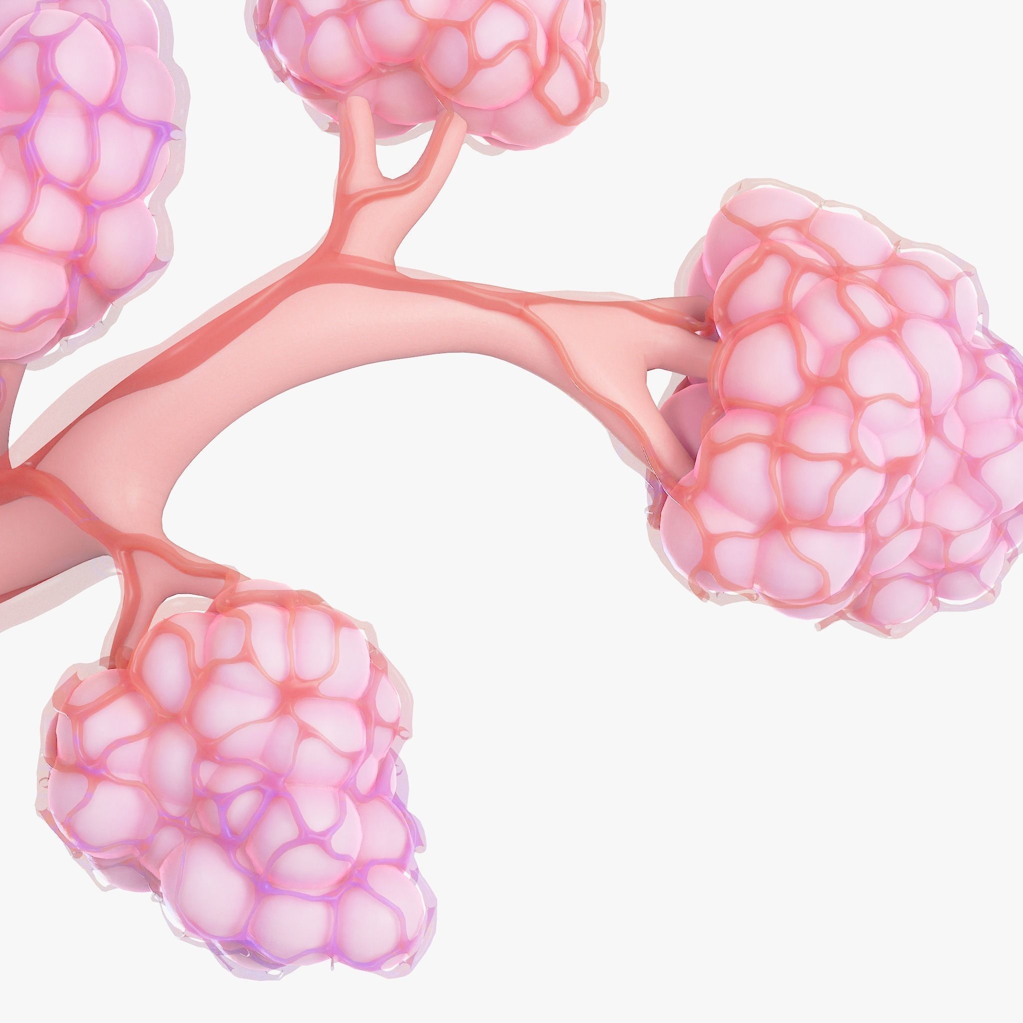 Breast Lactiferous Duct Anatomy 3D model_6