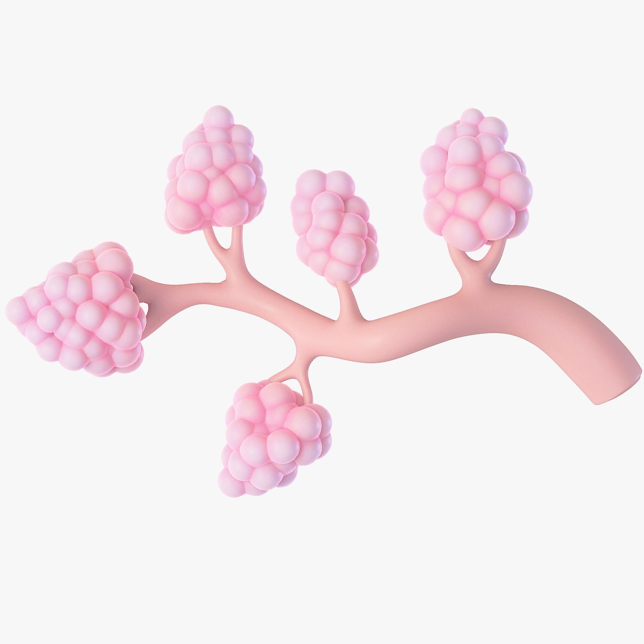 Breast Lactiferous Duct Anatomy 3D model_1