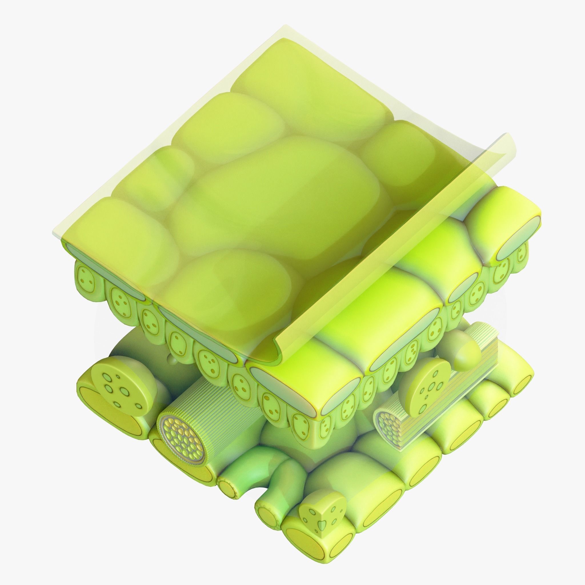 Leaf Anatomy Layers Structure 3D model_7