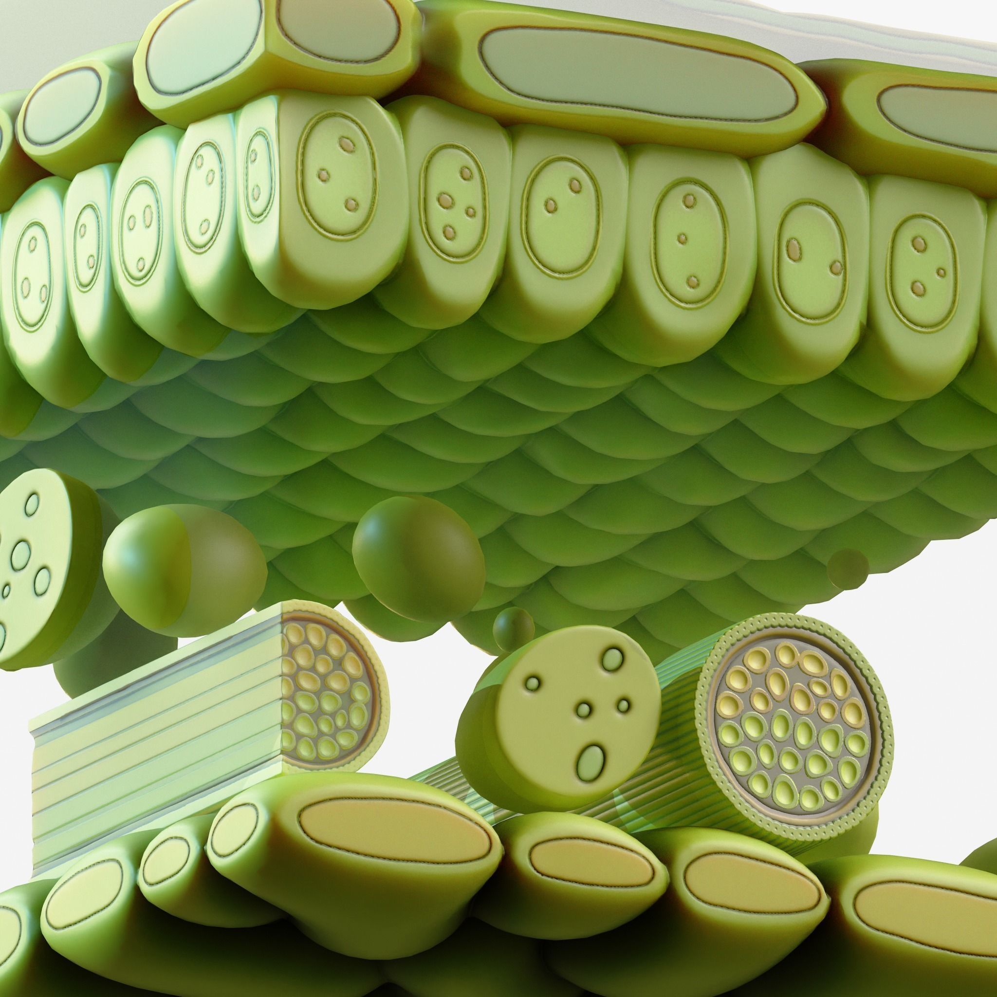 Leaf Anatomy Layers Structure 3D model_10
