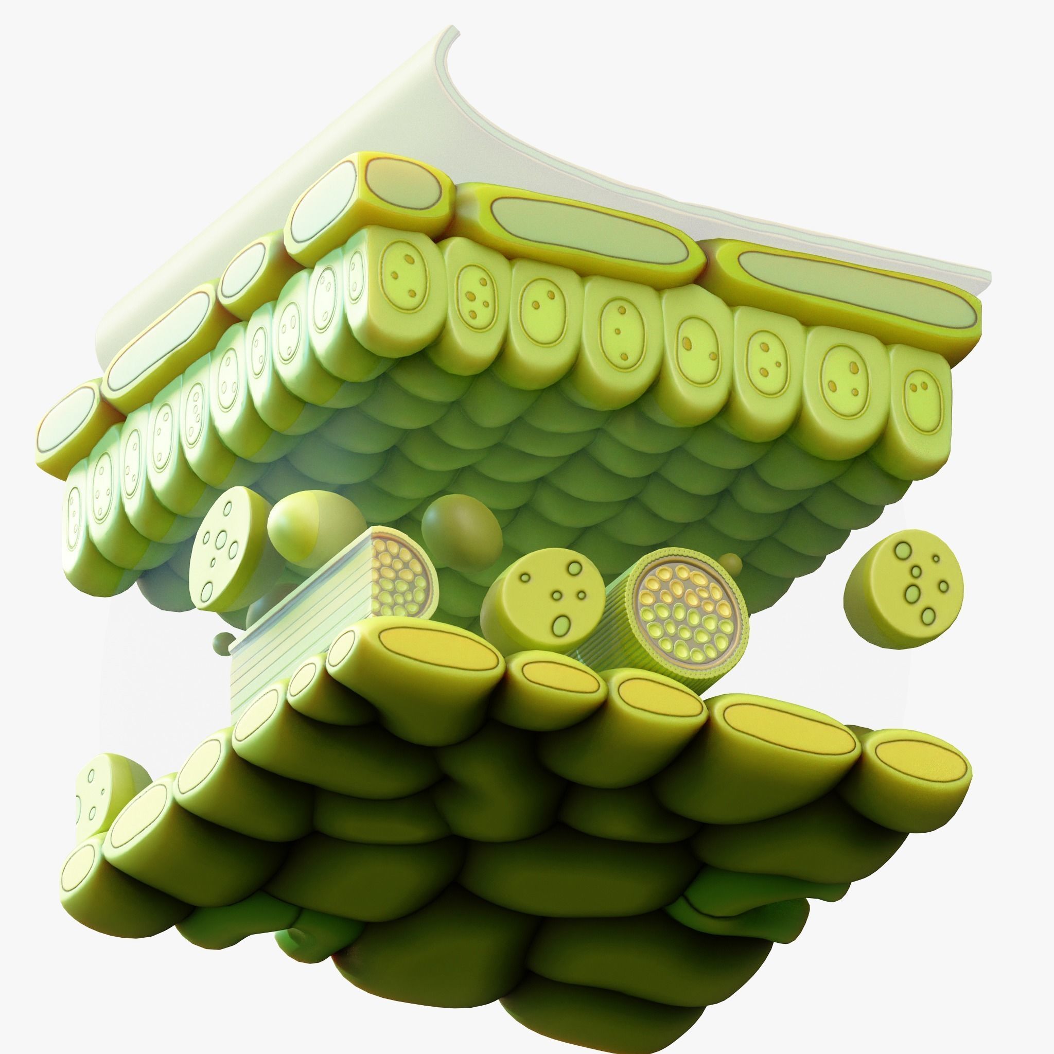 Leaf Anatomy Layers Structure 3D model_3