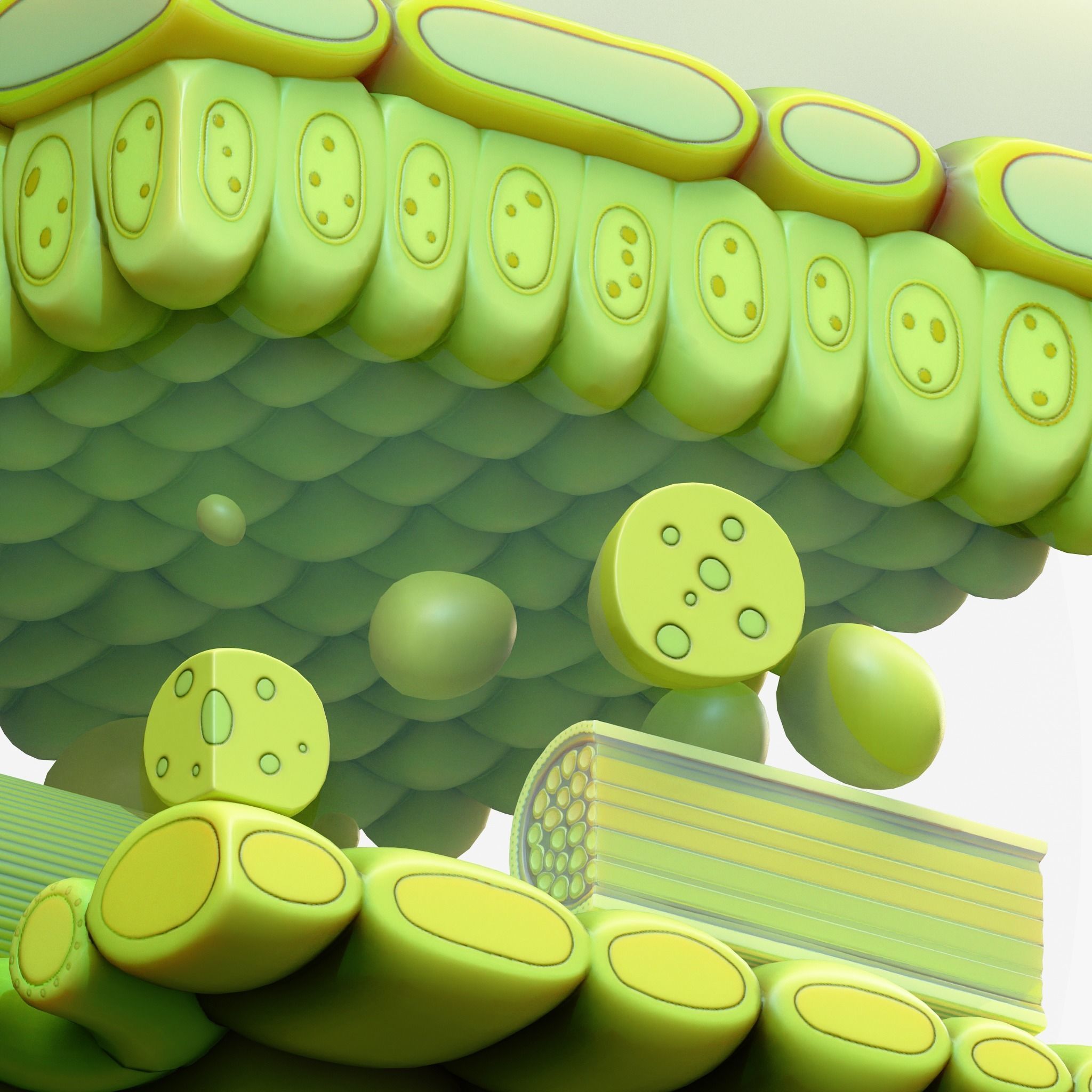 Leaf Anatomy Layers Structure 3D model_9