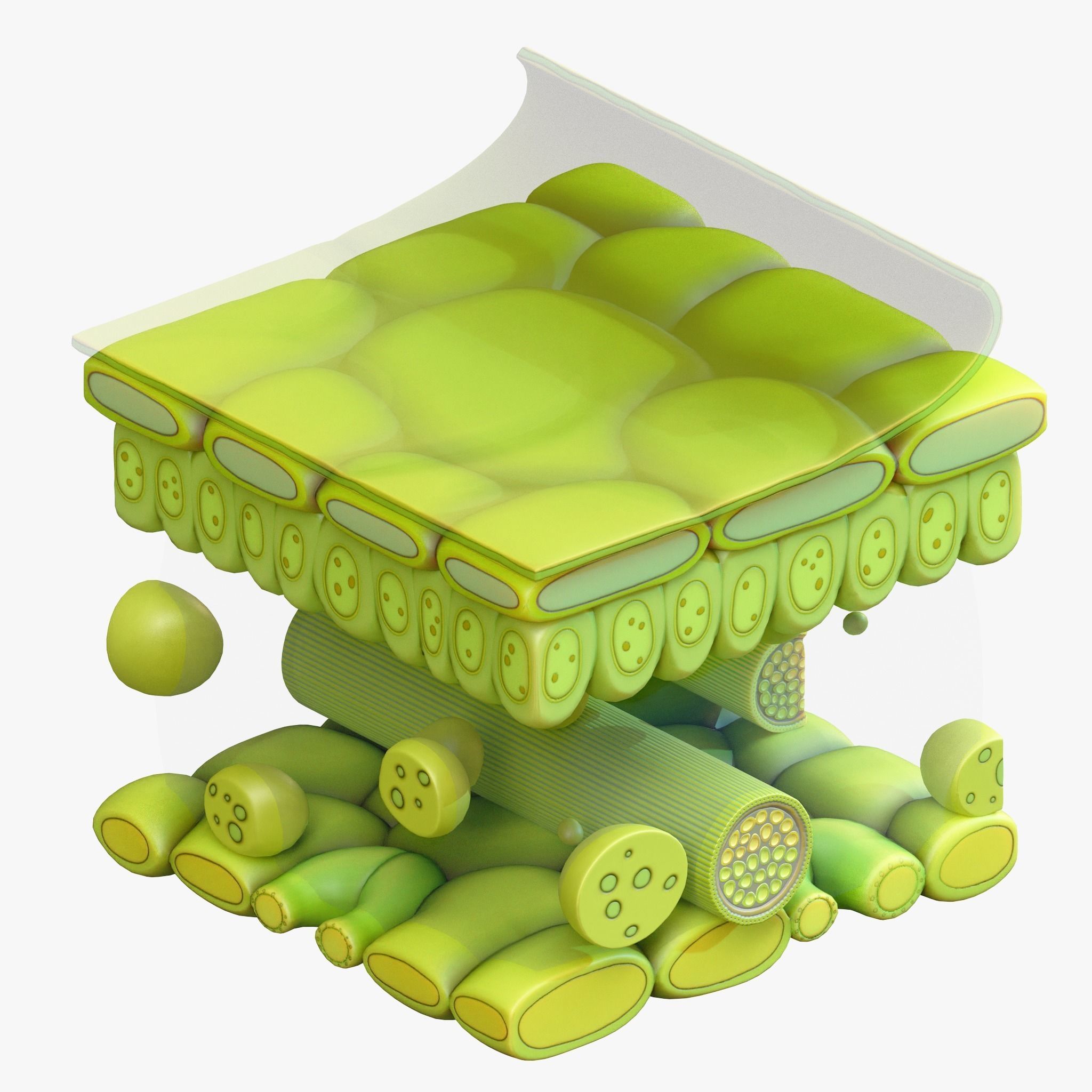 Leaf Anatomy Layers Structure 3D model_5