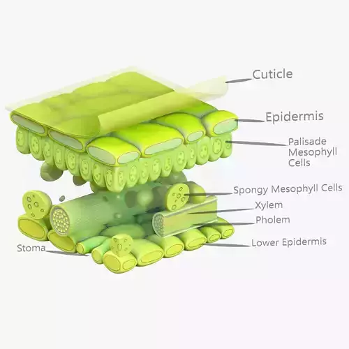 Leaf Anatomy Layers Structure 3D model