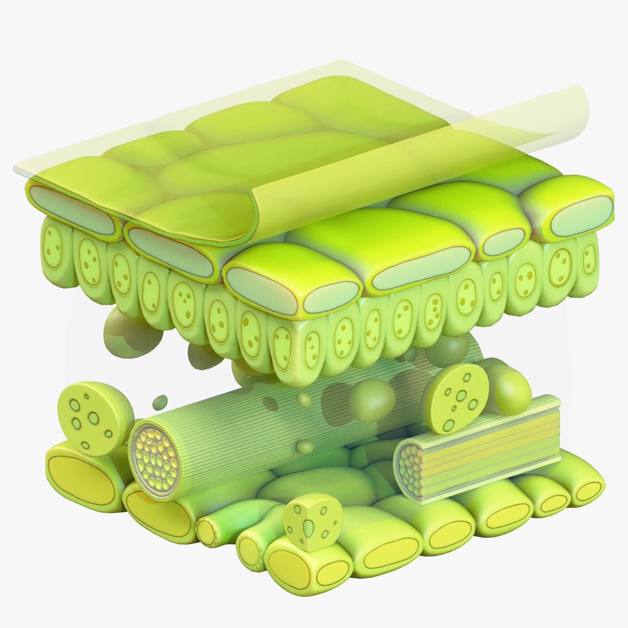Leaf Anatomy Layers Structure 3D model_1