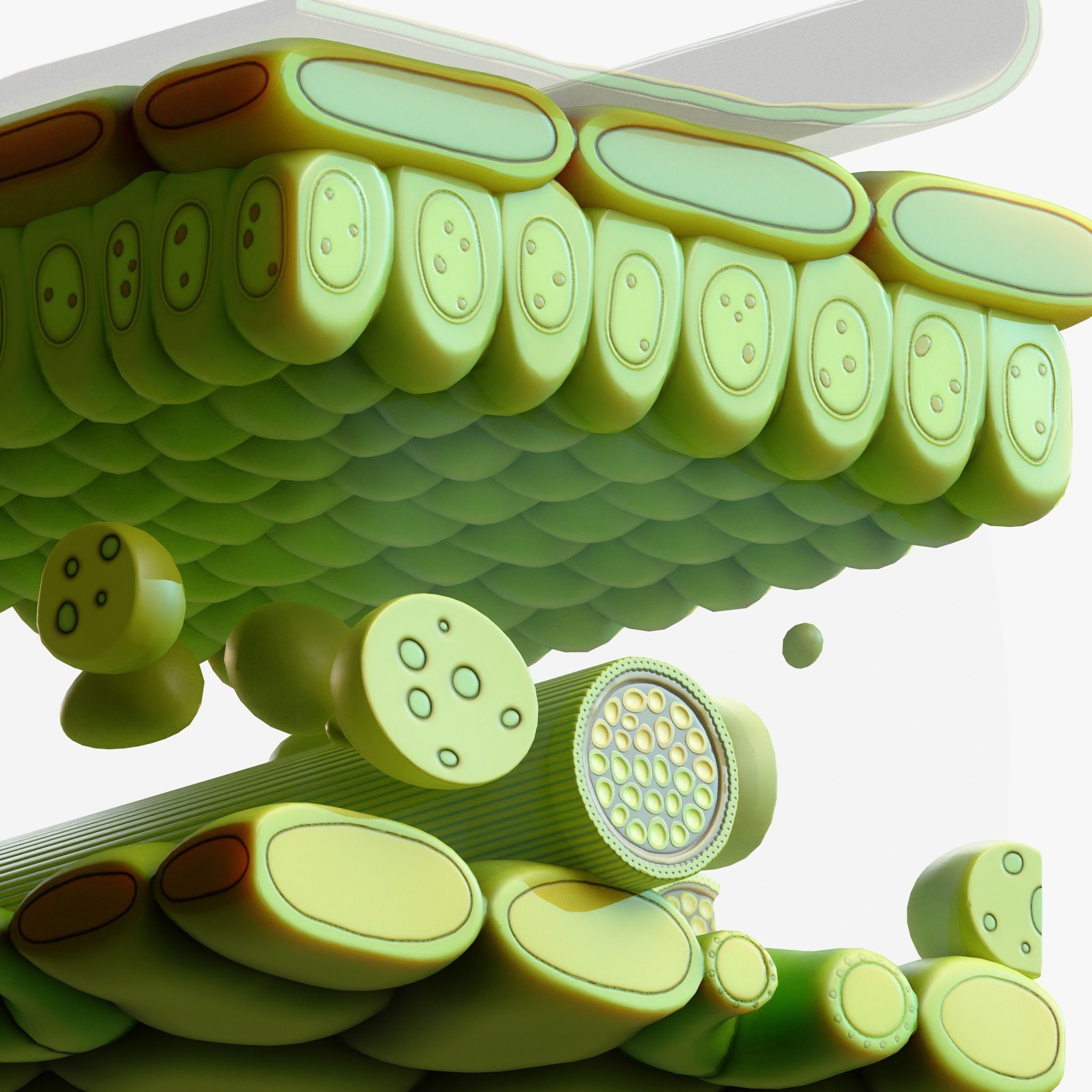 Leaf Anatomy Layers Structure 3D model_8