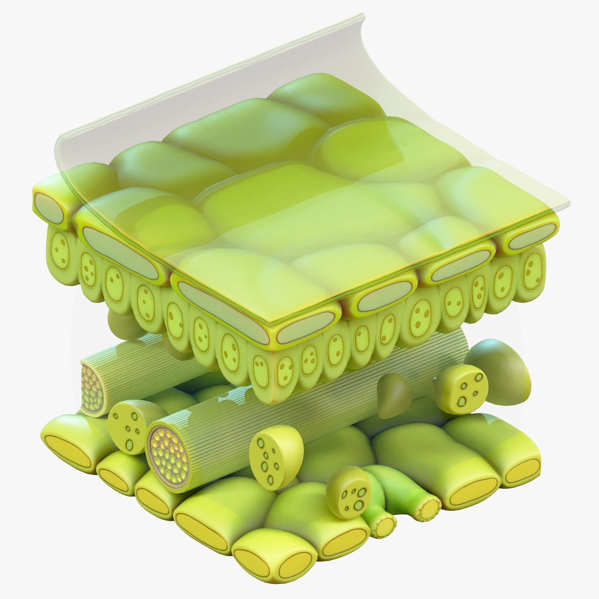 Leaf Anatomy Layers Structure 3D model_4
