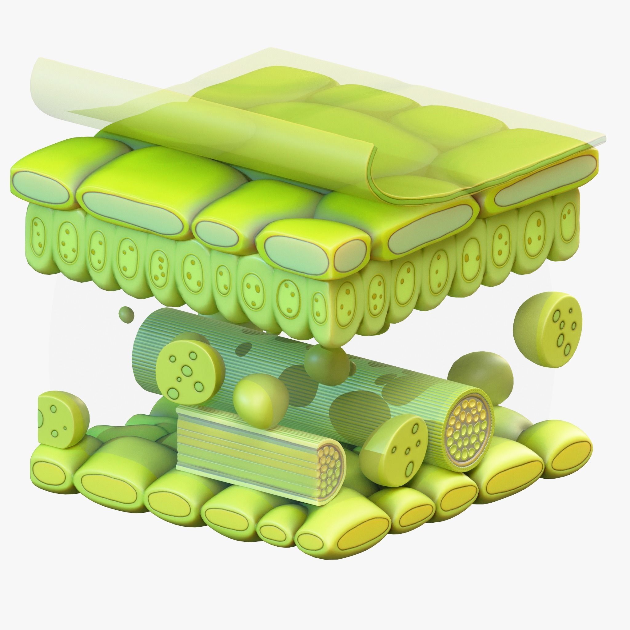 Leaf Anatomy Layers Structure 3D model_2