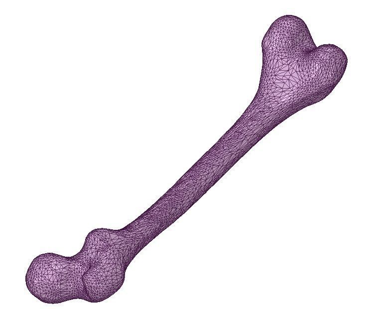 FEMUR 3D MODEL WITH CORTICAL AND CANCELLOUS BONE 3D print model_8