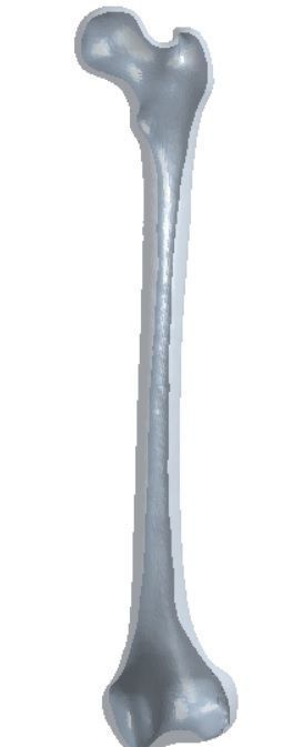 FEMUR 3D MODEL WITH CORTICAL AND CANCELLOUS BONE 3D print model_4
