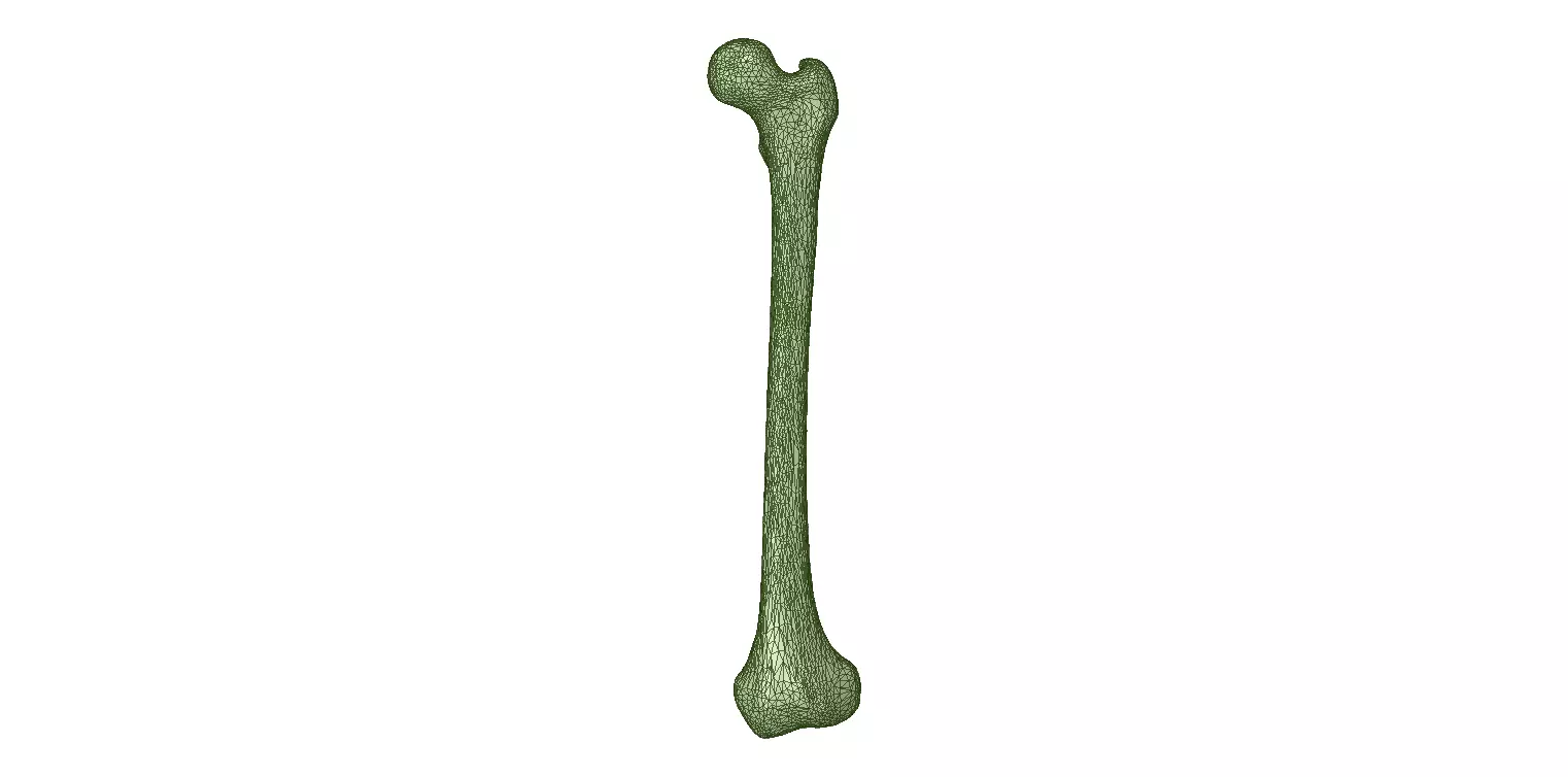 FEMUR 3D MODEL WITH CORTICAL AND CANCELLOUS BONE 3D print model_0