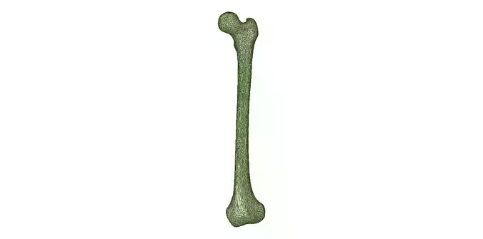 FEMUR 3D MODEL WITH CORTICAL AND CANCELLOUS BONE 3D print model