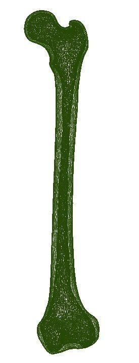 FEMUR 3D MODEL WITH CORTICAL AND CANCELLOUS BONE 3D print model_2