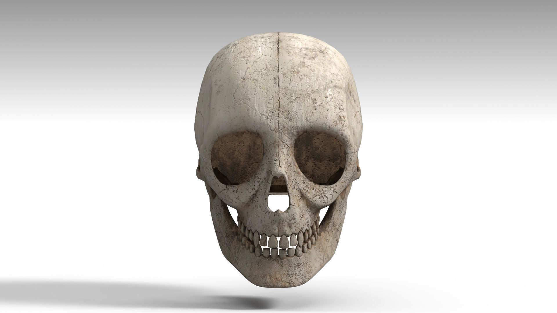 Human Skull PBR Low-poly 3D model_5