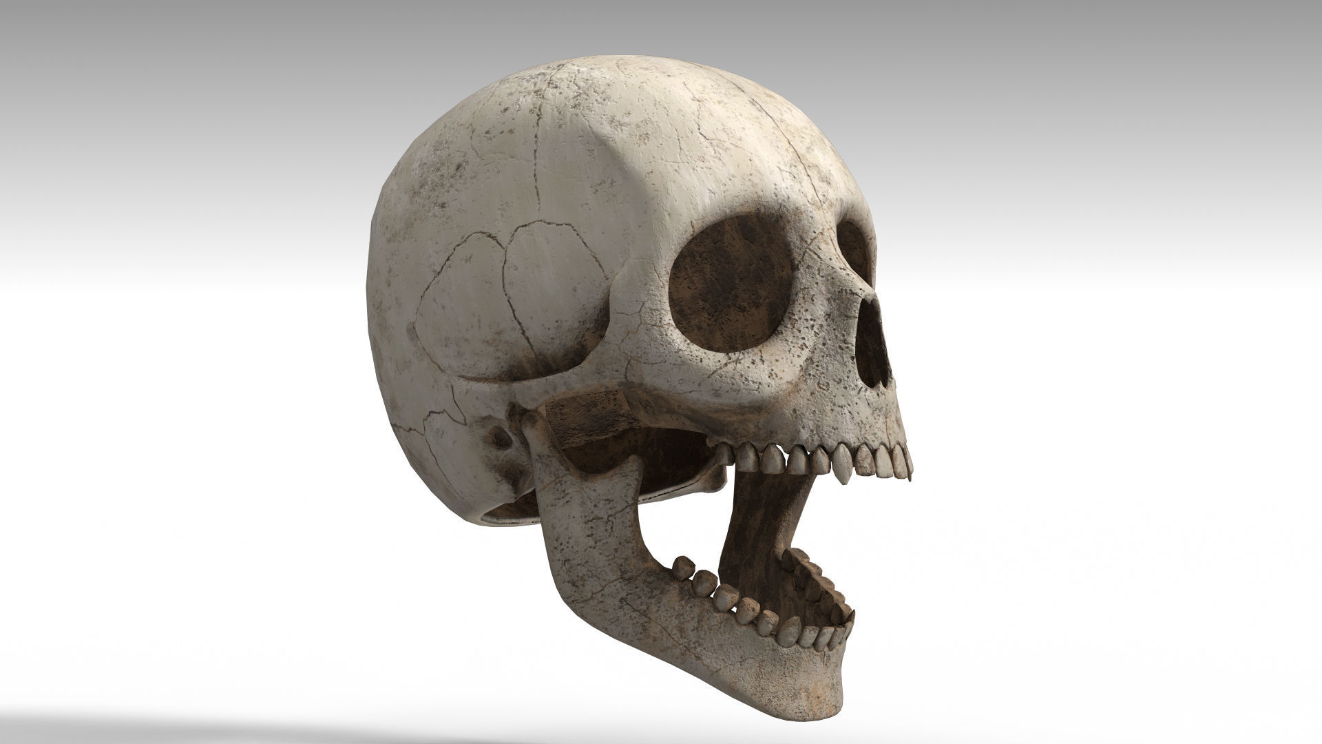 Human Skull PBR Low-poly 3D model_11