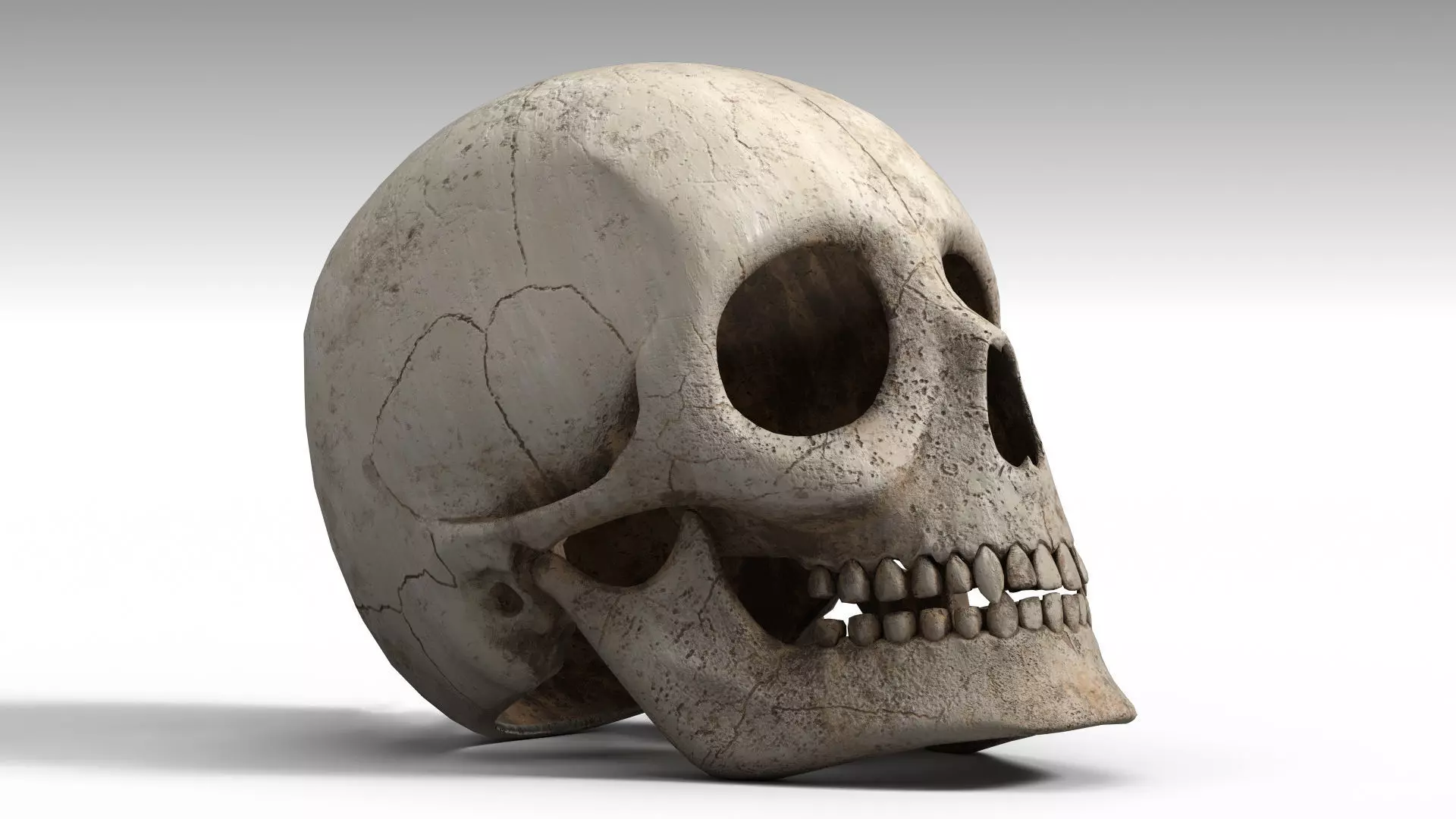 Human Skull PBR Low-poly 3D model_0