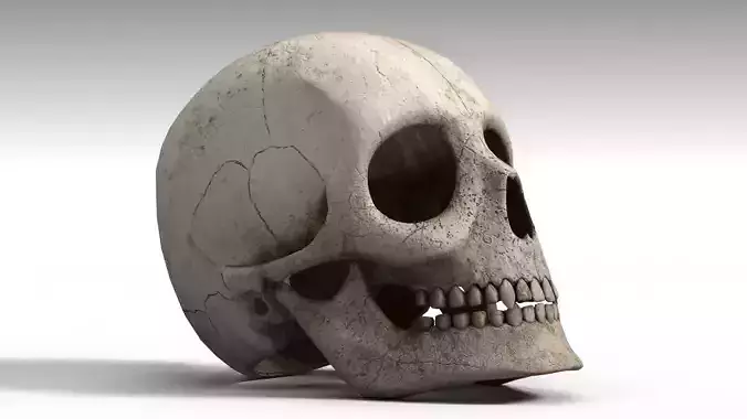 Human Skull PBR