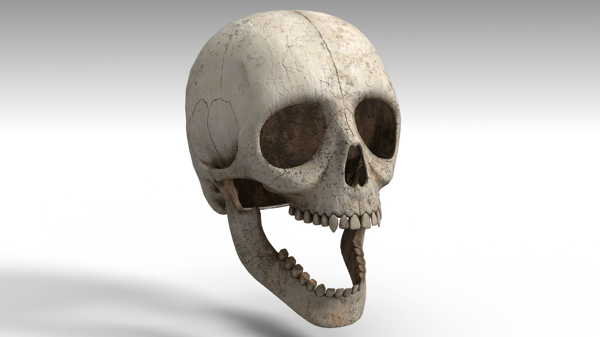 Human Skull PBR Low-poly 3D model_14