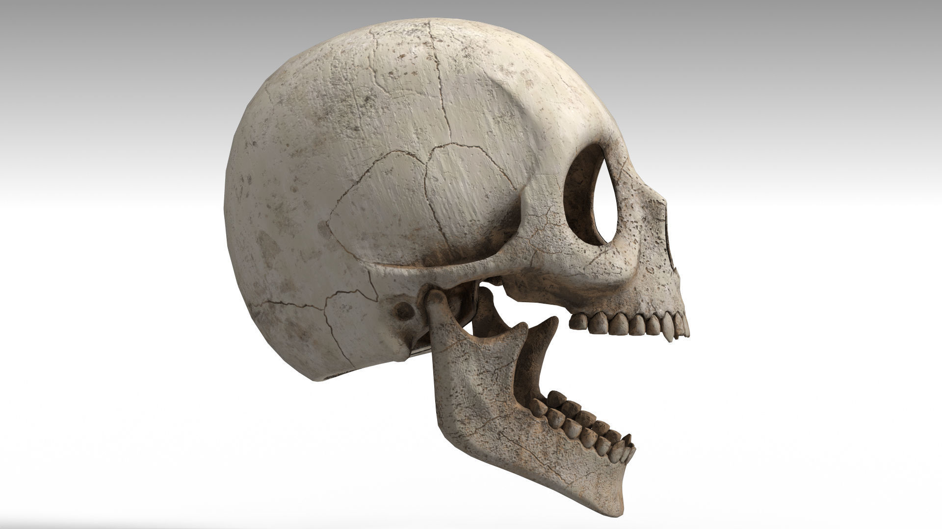Human Skull PBR Low-poly 3D model_12