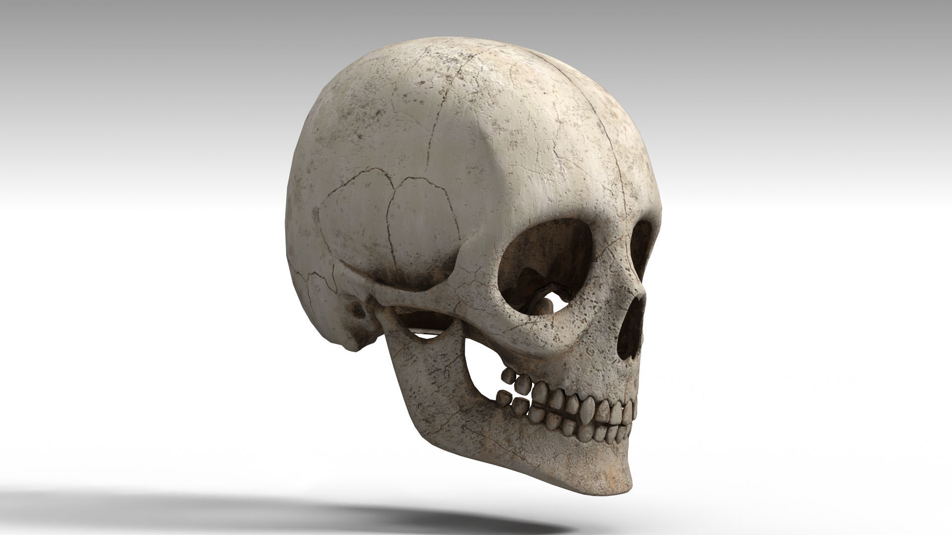 Human Skull PBR Low-poly 3D model_6