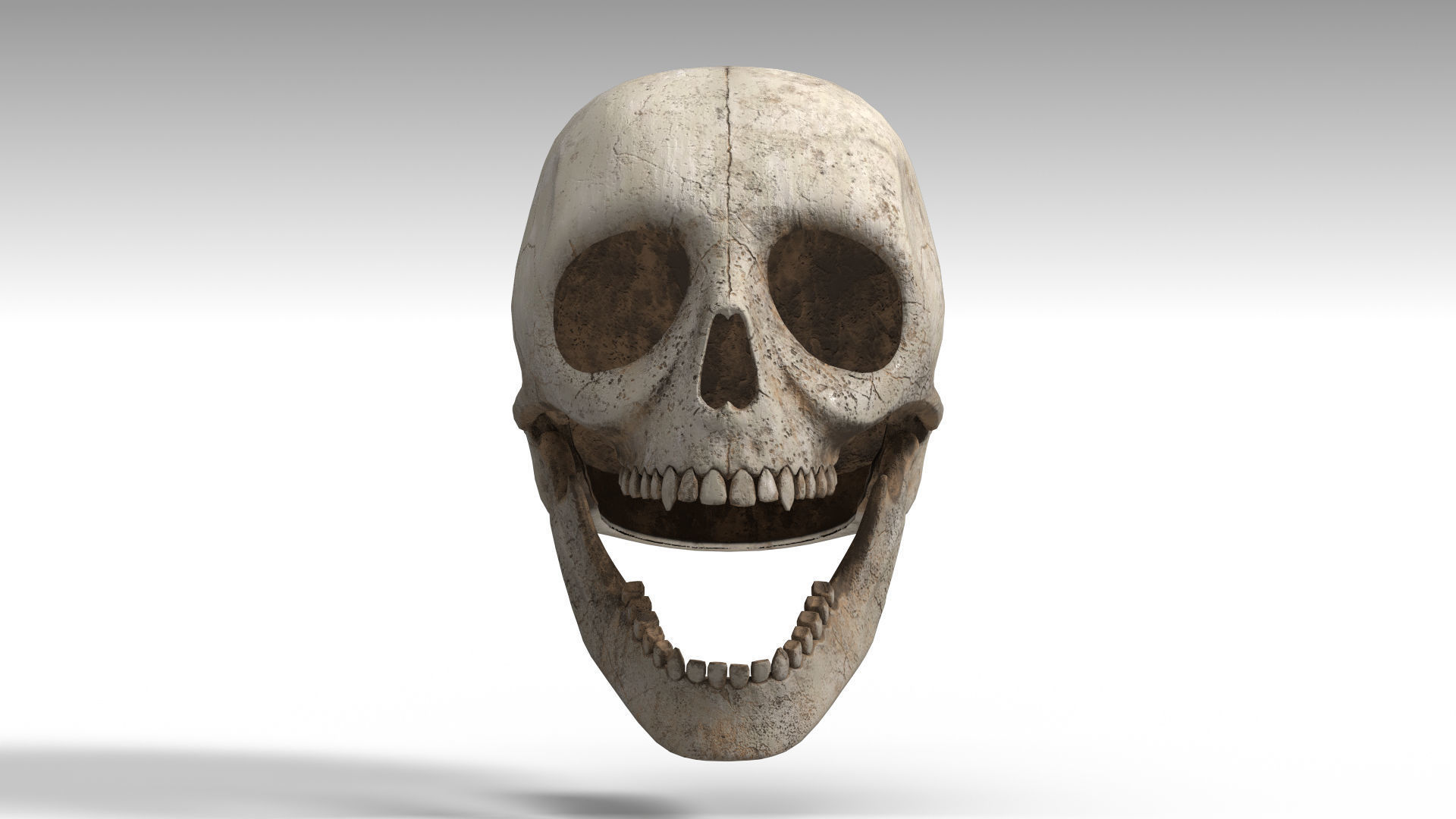 Human Skull PBR Low-poly 3D model_10