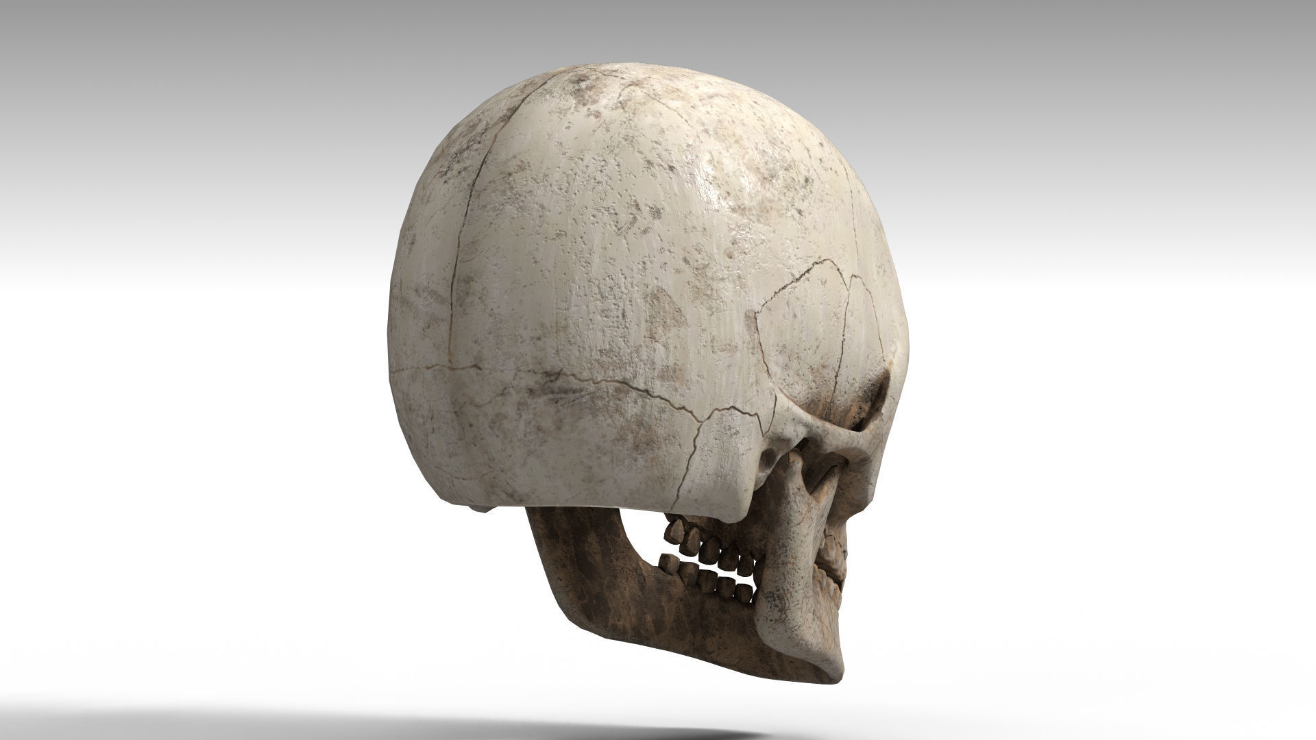 Human Skull PBR Low-poly 3D model_8