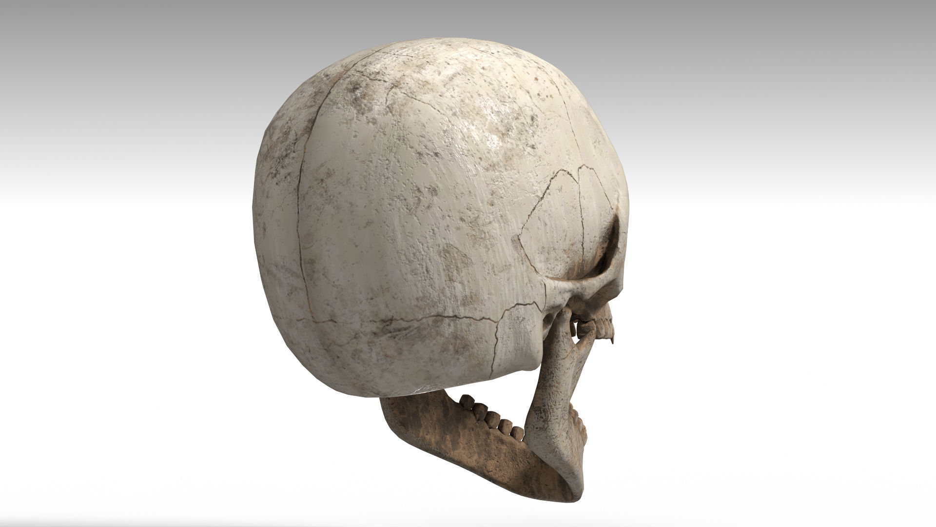 Human Skull PBR Low-poly 3D model_13