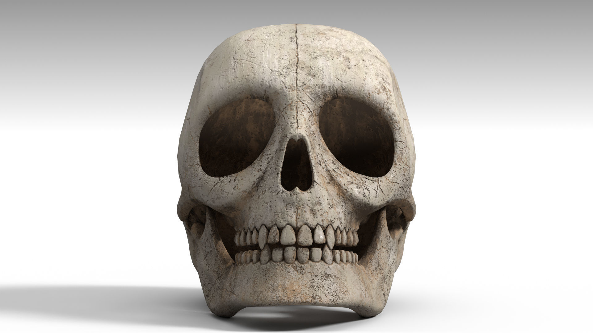 Human Skull PBR Low-poly 3D model_1