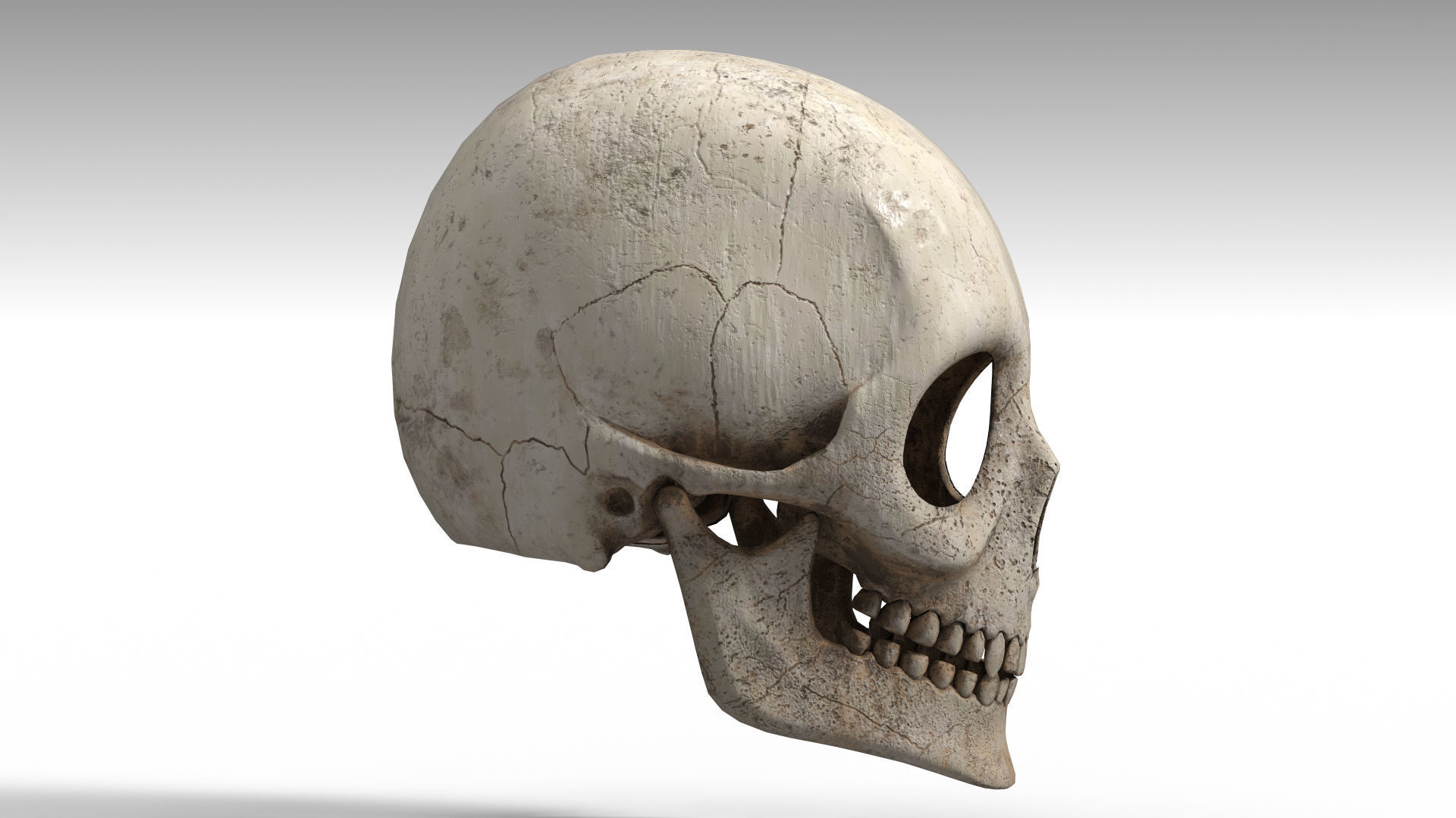 Human Skull PBR Low-poly 3D model_7