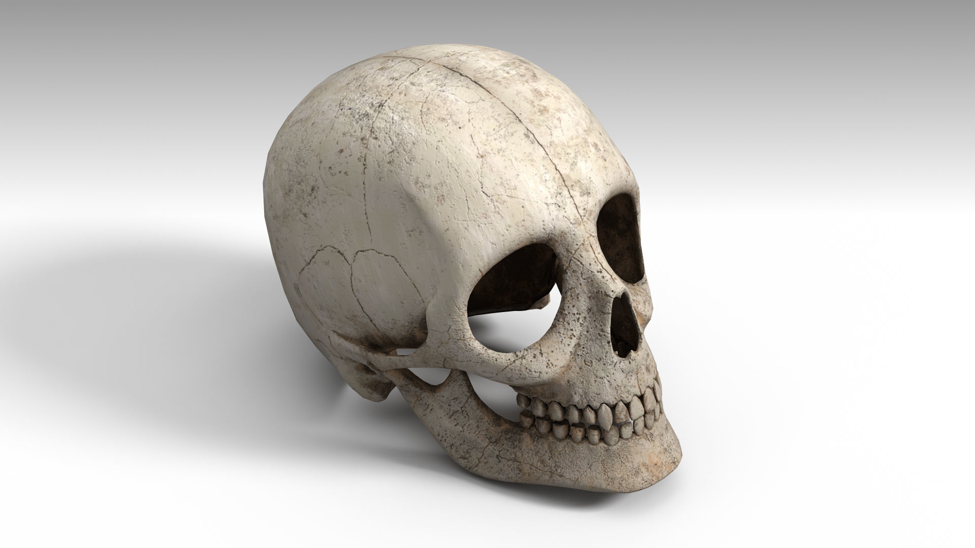 Human Skull PBR Low-poly 3D model_4