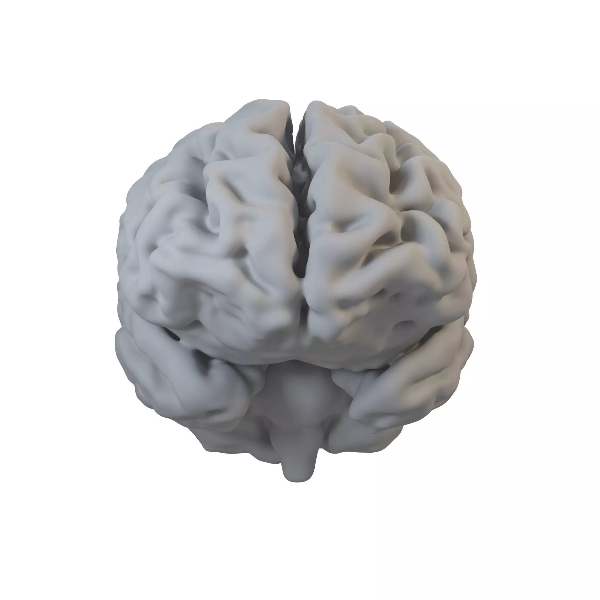 Brain Anatomy 3D model