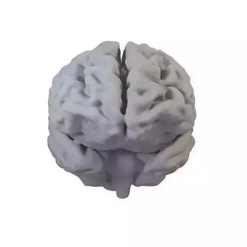 Brain Anatomy 3D model