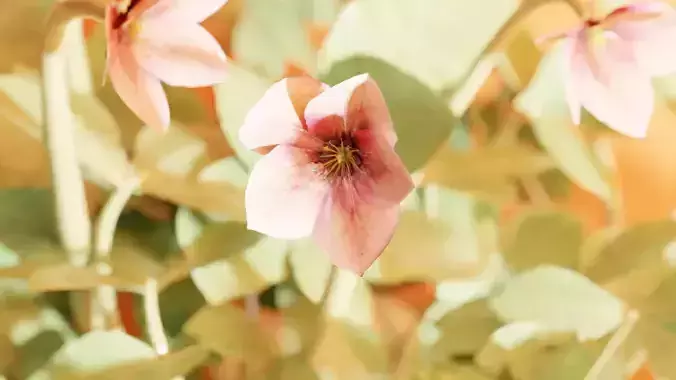  Oriental Flower for Blender