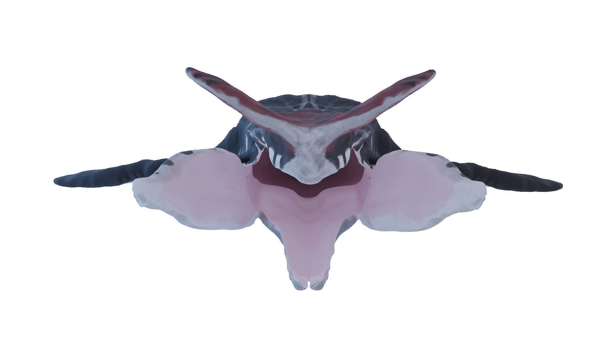 Payakan Tulkun Animated Rigged from Avatar Low-poly 3D model_17