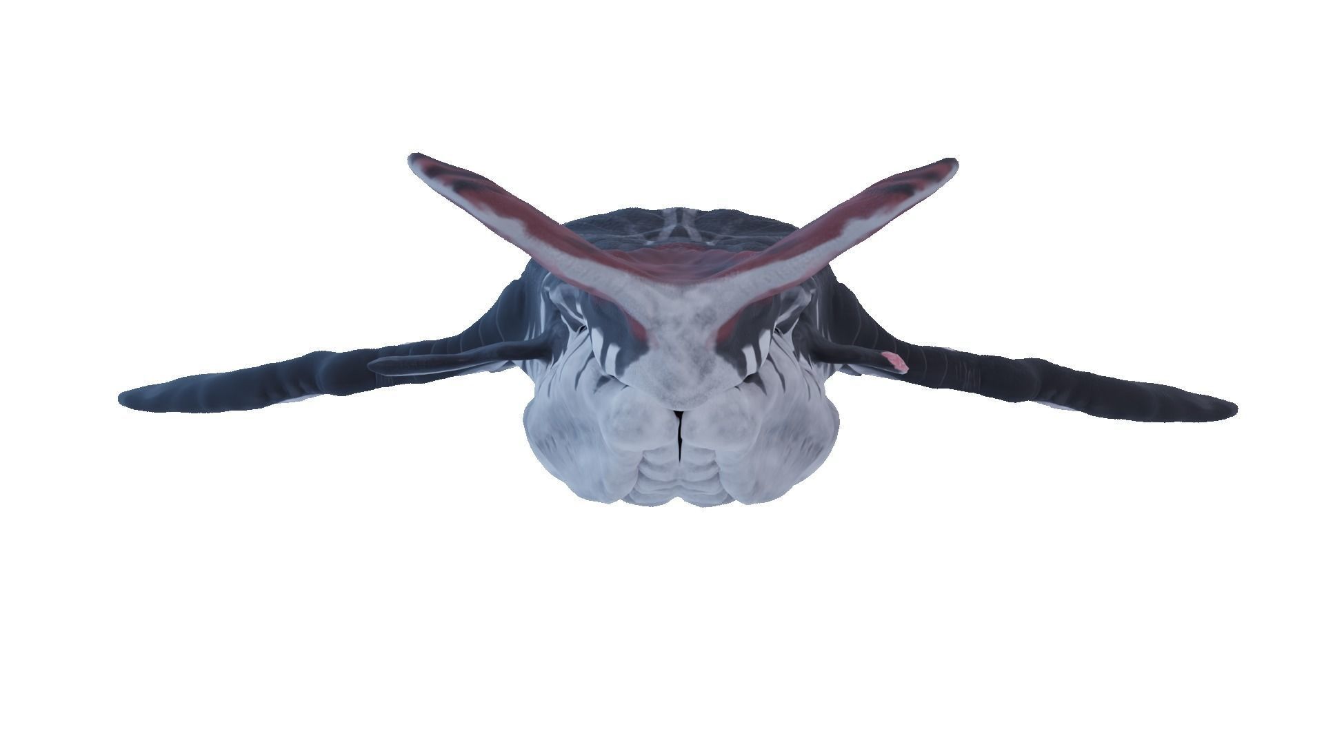 Payakan Tulkun Animated Rigged from Avatar Low-poly 3D model_16