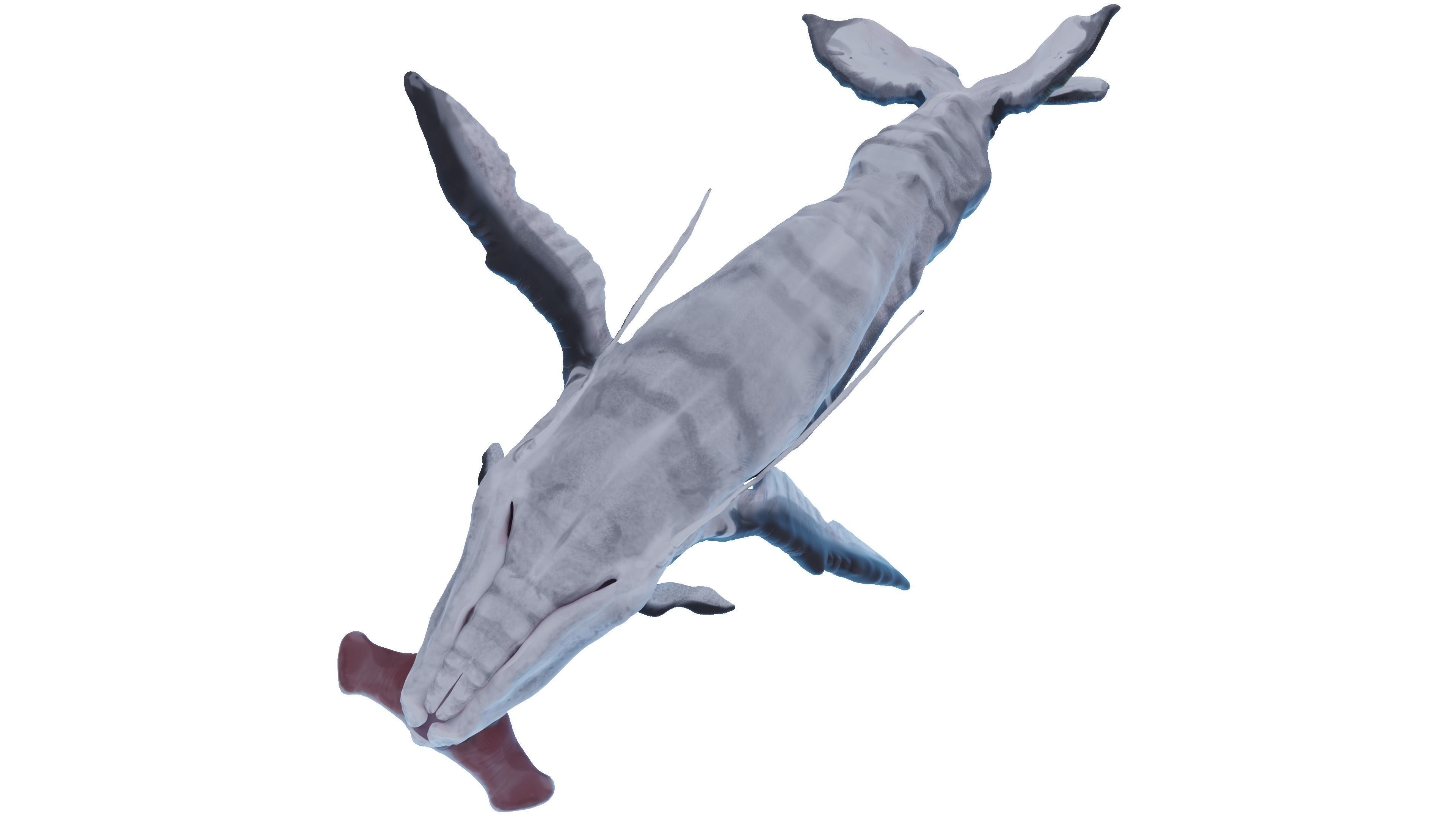 Payakan Tulkun Animated Rigged from Avatar Low-poly 3D model_8