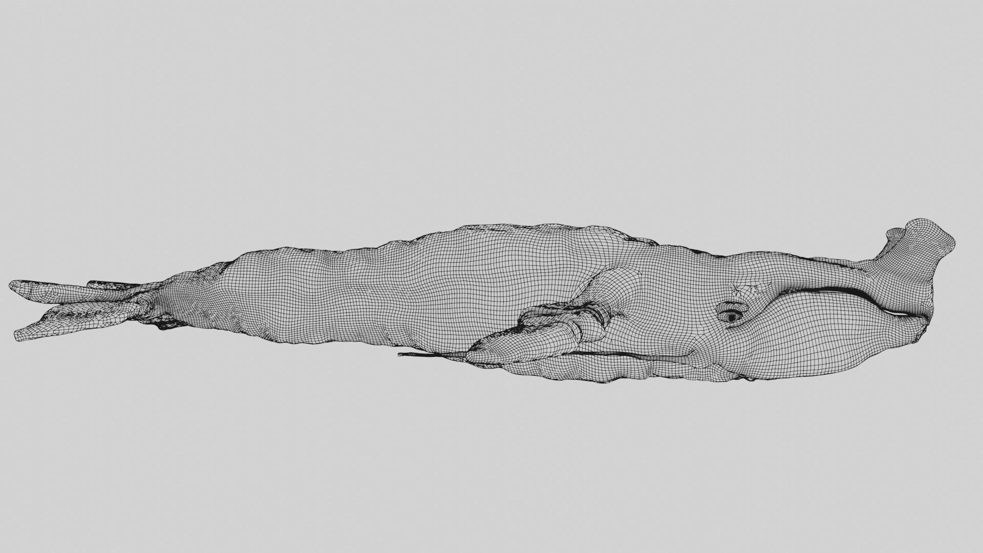 Payakan Tulkun Animated Rigged from Avatar Low-poly 3D model_25