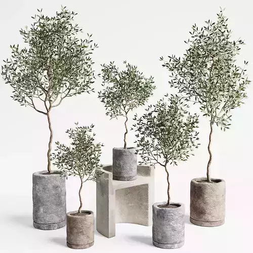 Indoor Plants set 09