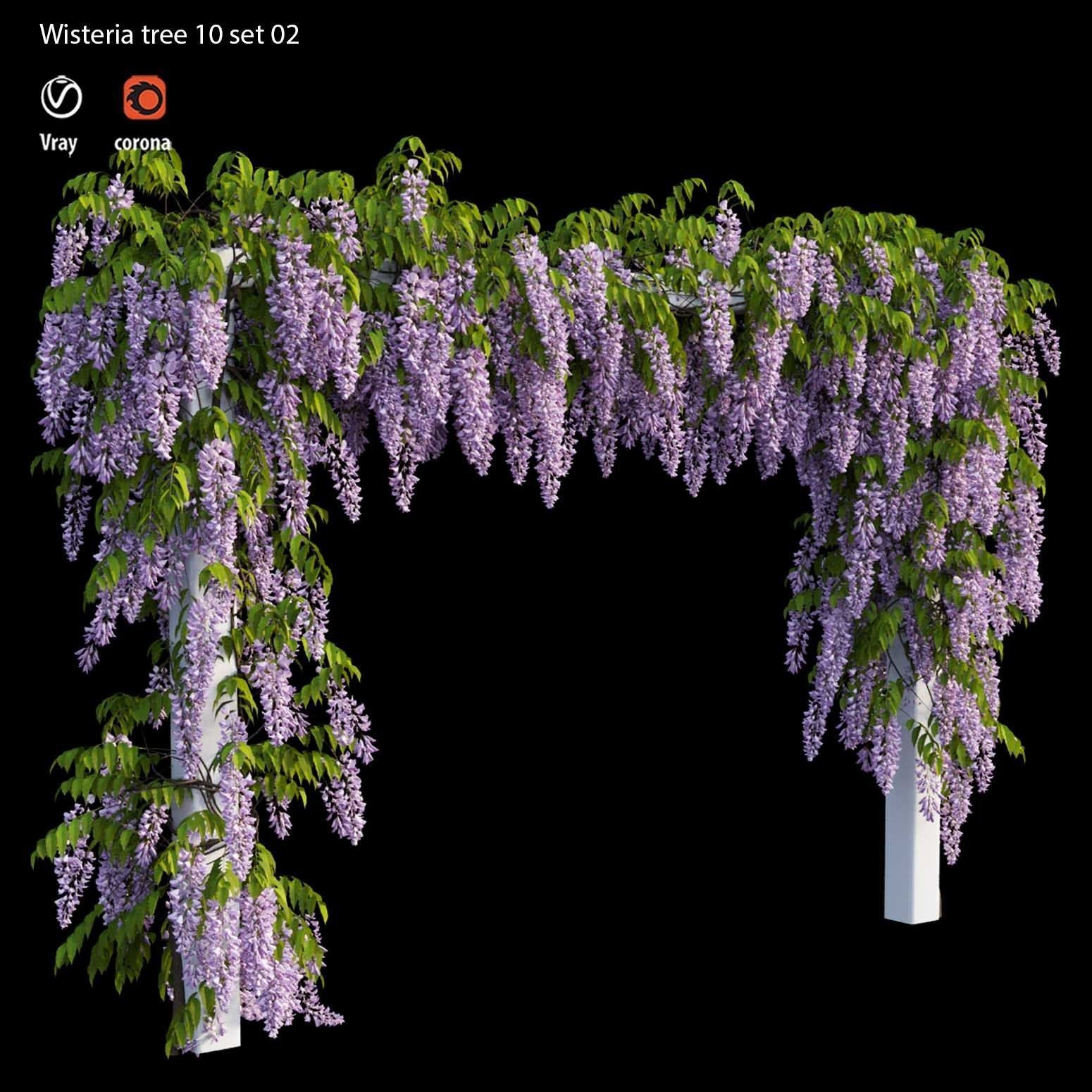 wisteria tree  3D model_2