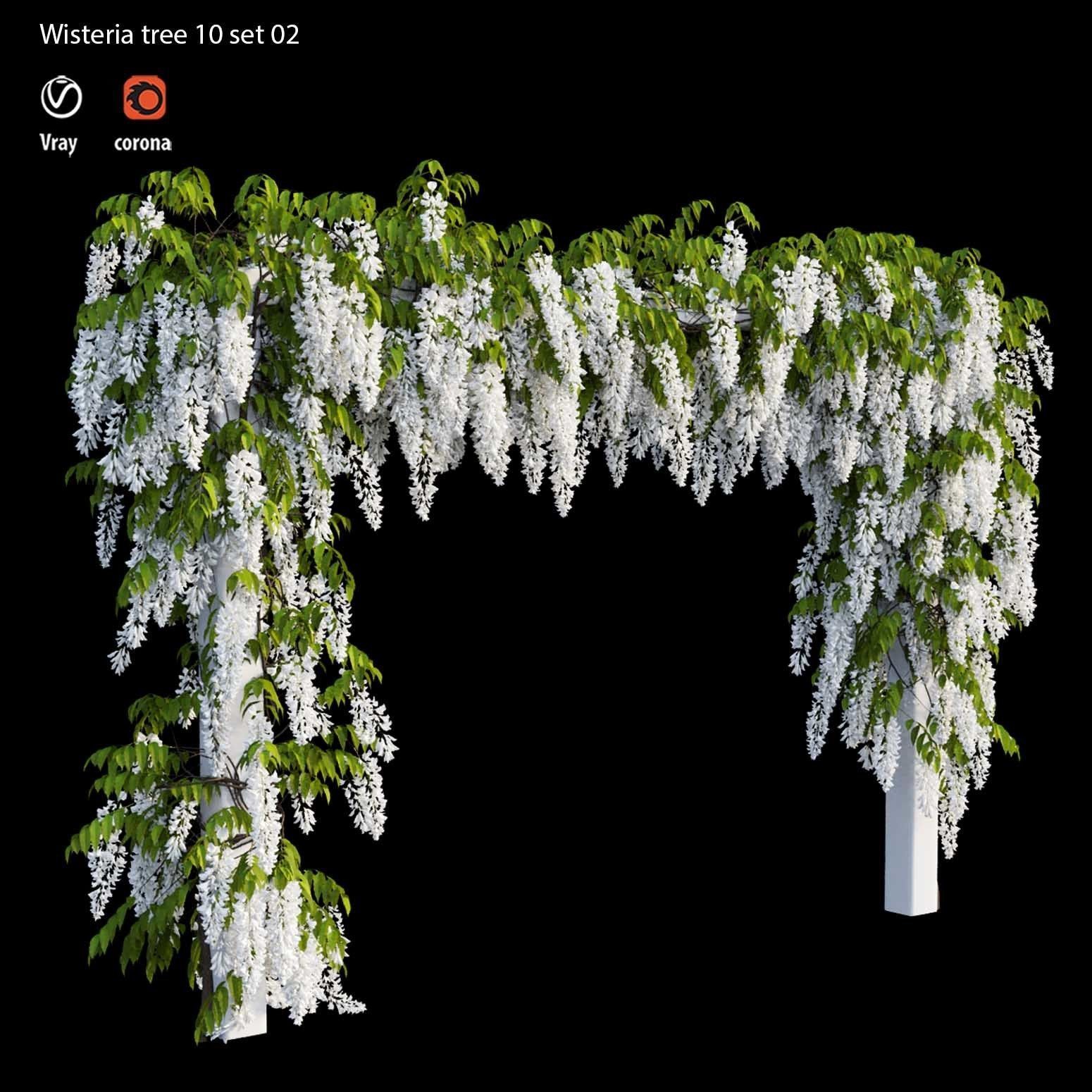 wisteria tree  3D model_4