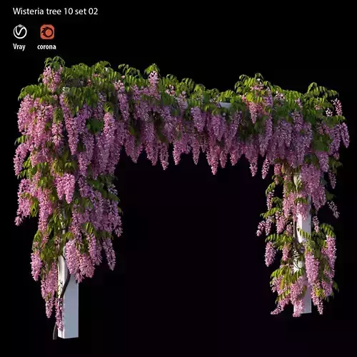 wisteria tree 