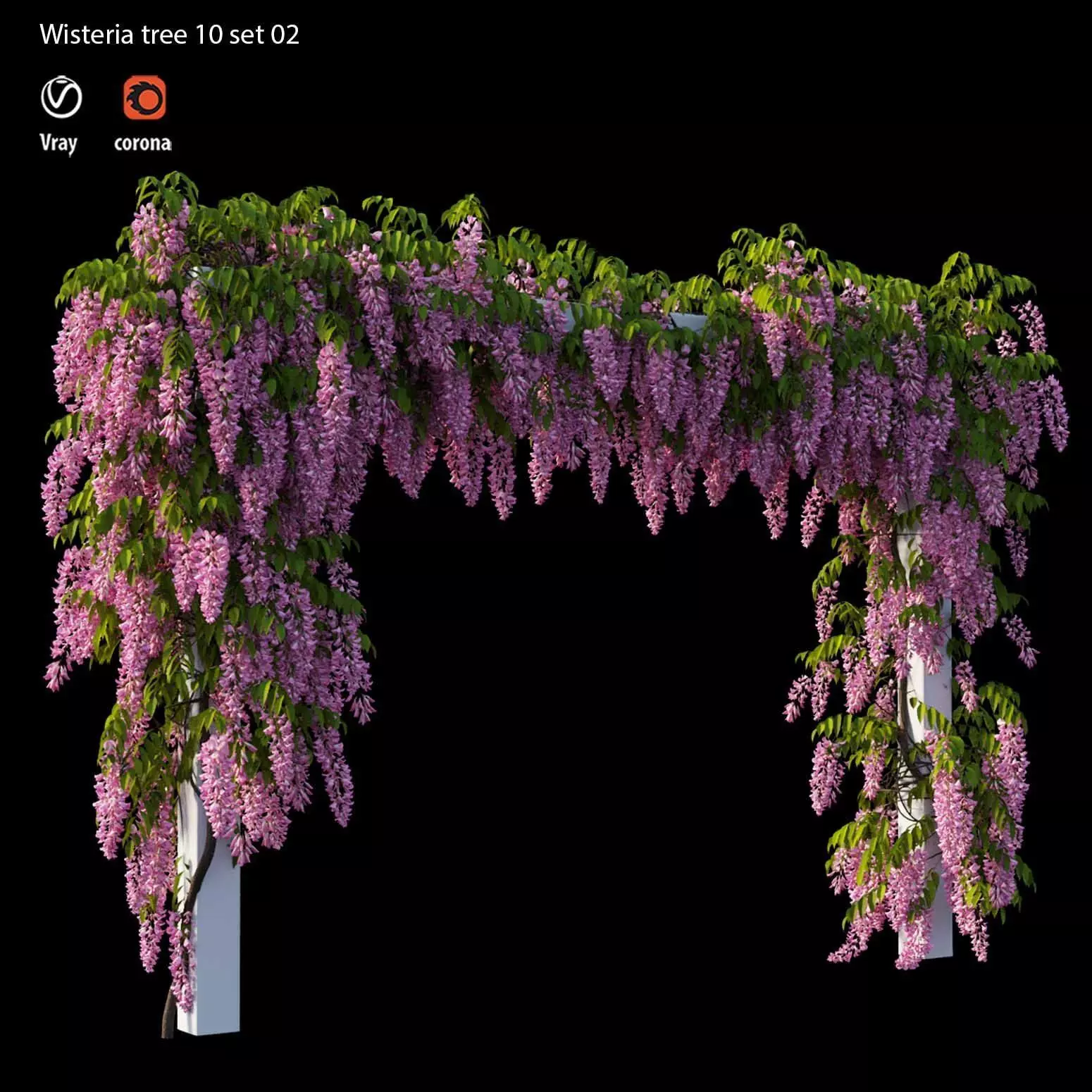 wisteria tree  3D model_0