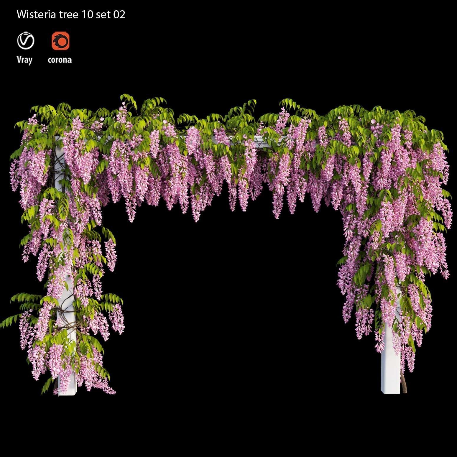 wisteria tree  3D model_1