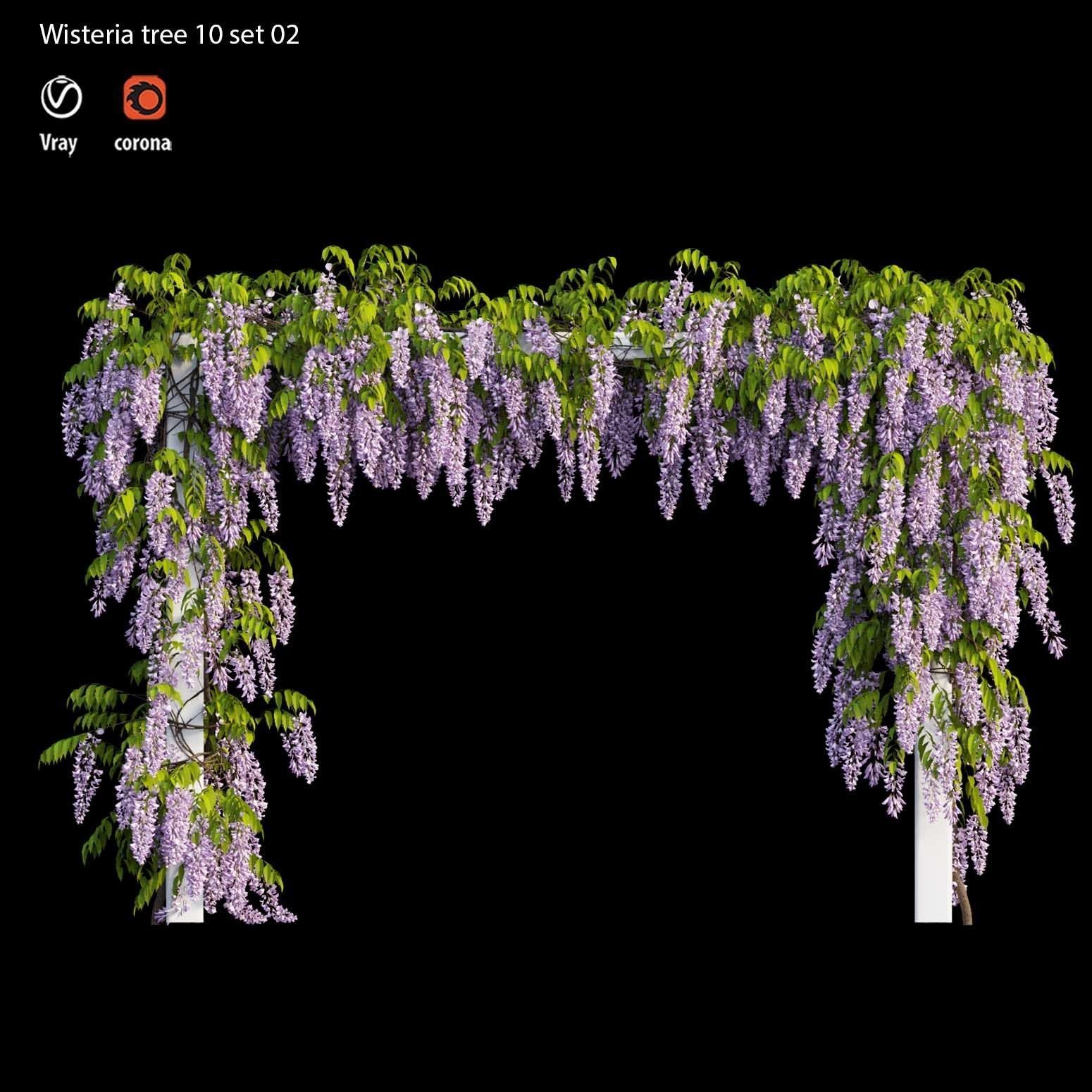 wisteria tree  3D model_3