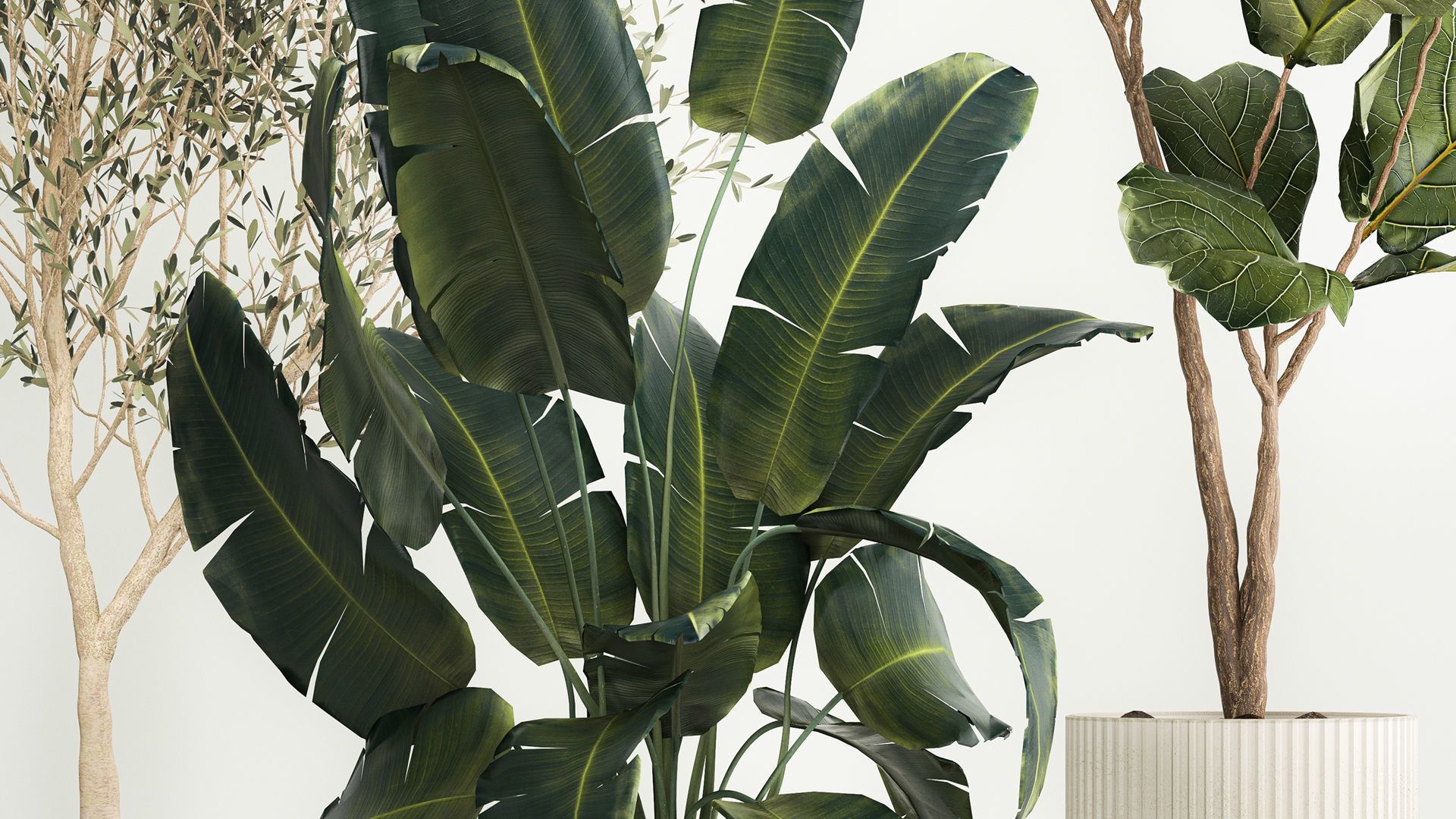 Beautiful plants for the interior in flowerpots 1261 3D model_5