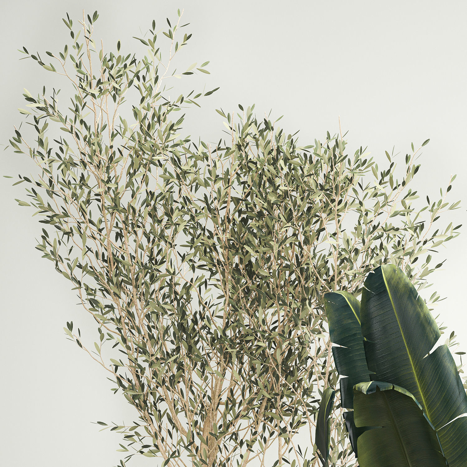 Beautiful plants for the interior in flowerpots 1261 3D model_11