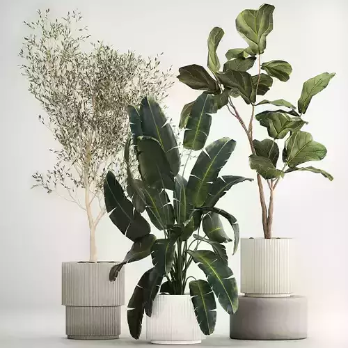 Beautiful plants for the interior in flowerpots 1261 3D model