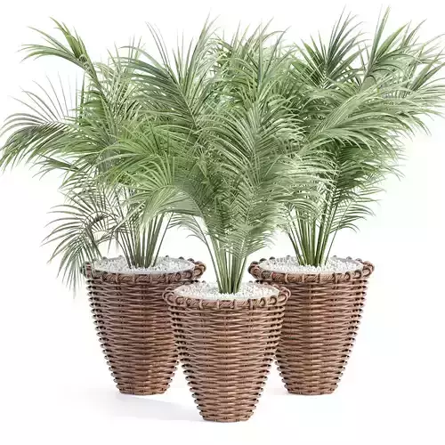 Indoor Plants Collection vol 202 3D model